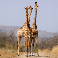 cash in the wild safari adventure kenya shillings